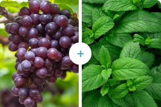 Tehnologia Buletedan