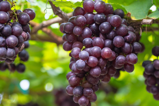 Tehnologia Buletedan