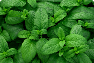 Tehnologia Buletedan