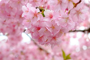 Tehnologia Buletedan